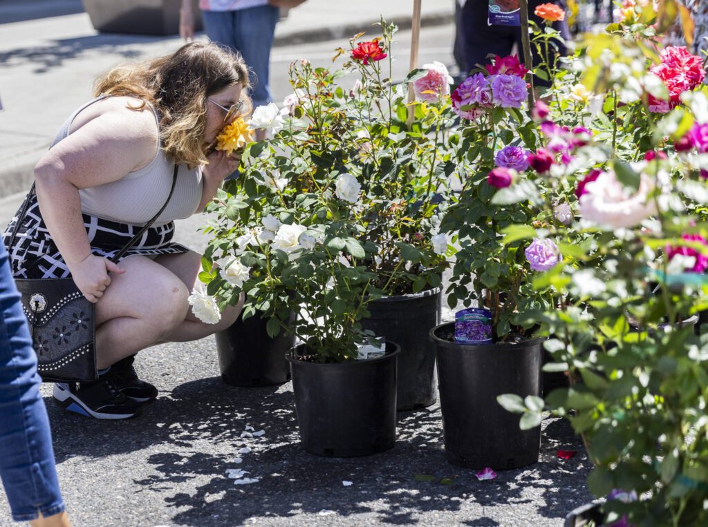 Kaitlyn Hoffman pauses to smell a rose during Sorticulture on Friday, June 6, 2025 in Everett, Washington. (Olivia Vanni / The Herald)
