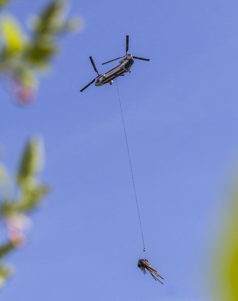 A helicopter moves a tree to a engineered log jam along the Pilchuch River on Wednesday, June 11, 2025 in Granite Falls, Washington. (Olivia Vanni / The Herald)
