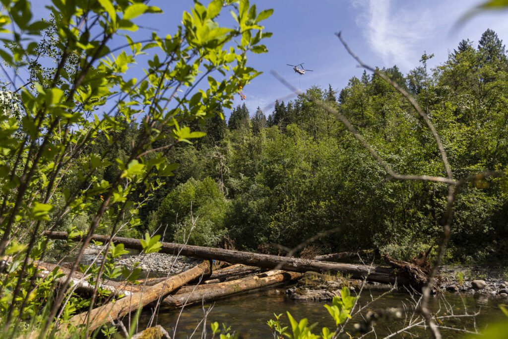 A recently finished log jam is visible along the Pilchuck River as a helicopter hovers in the distance to pick up a tree for another log jam up river on Wednesday, June 11, 2025 in Granite Falls, Washington. (Olivia Vanni / The Herald)

