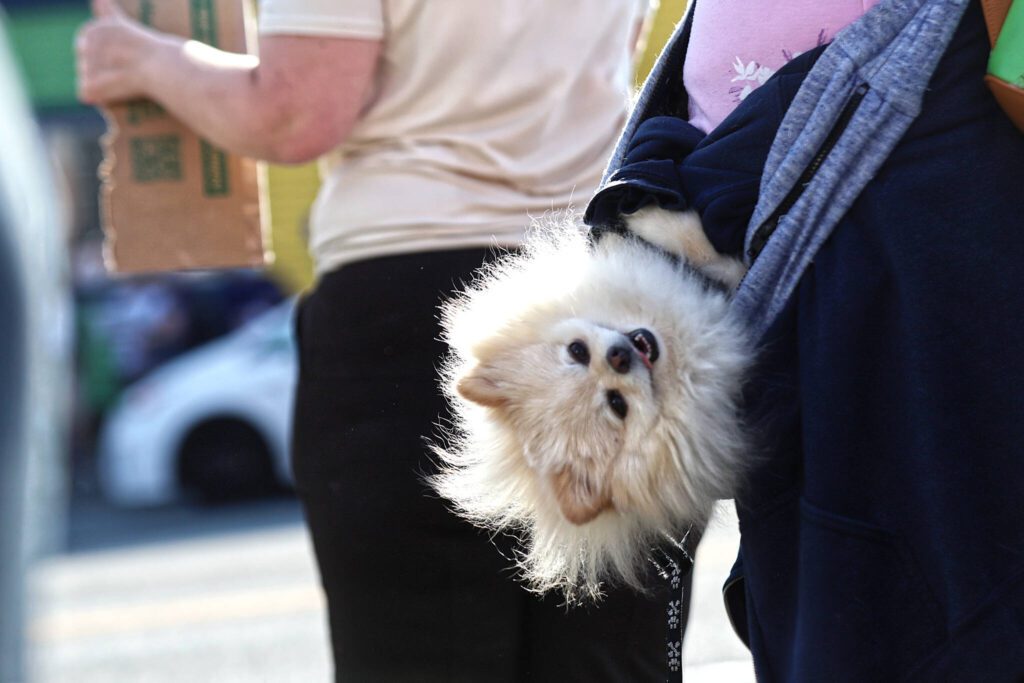 Leo, a 5-year-old Pomeranian, rests comfortably at the waist of Sheri Douglas, who was participating in a “No Kings Day” rally along Broadway on Saturday, June 14, 2025, in Everett, Washington. (Mike Henneke / The Herald)
