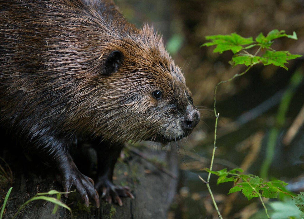 A female beaver makes her way out of the temporary constructed den for herself and another relocated male beaver on August 2019, near Sultan, Washington. (Olivia Vanni / The Herald)