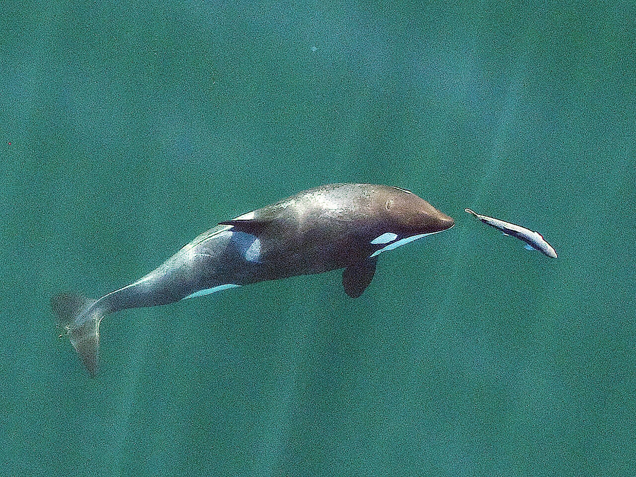 A young Southern Resident killer whale chases a chinook salmon in the Salish Sea near San Juan Island, Wash., in September 2017. The photo was made with a drone under a National Marine Fisheries Service (NMFS) permit, which gives researchers permission to approach the animals. (John Durban / NOAA Fisheries / Southwest Fisheries Science Center via AP)