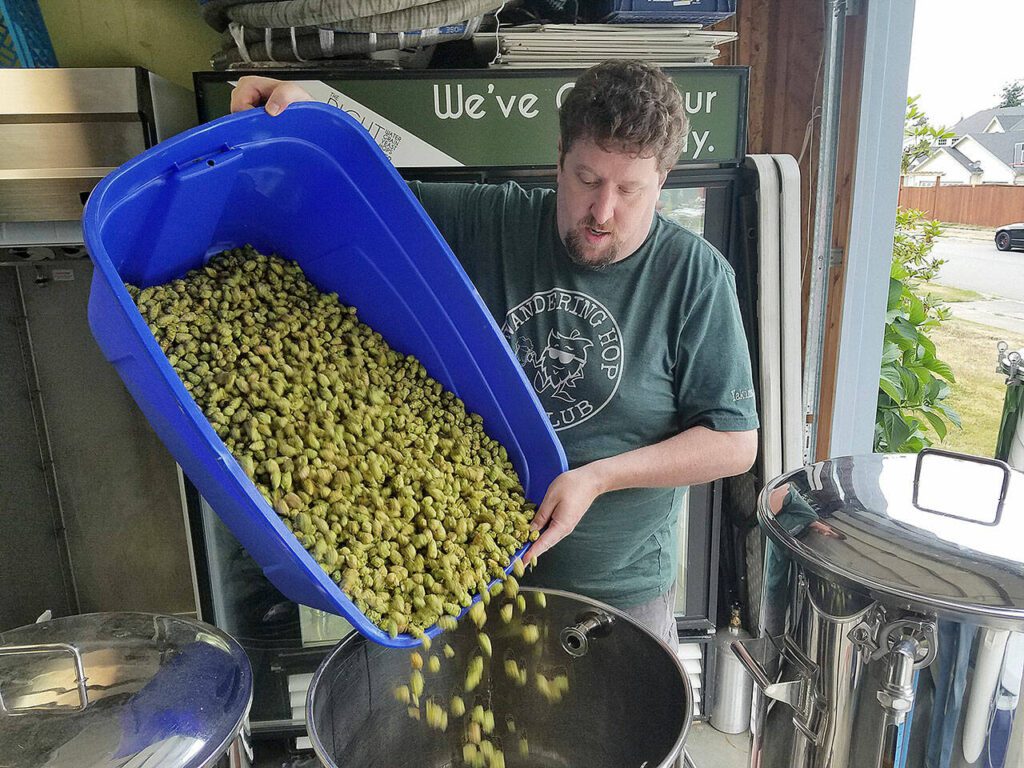 Jason Welle pours loads of Citra fresh hops in the boil kettle at Marysville’s 5 Rights Brewing. (R.J. Whitlow)

