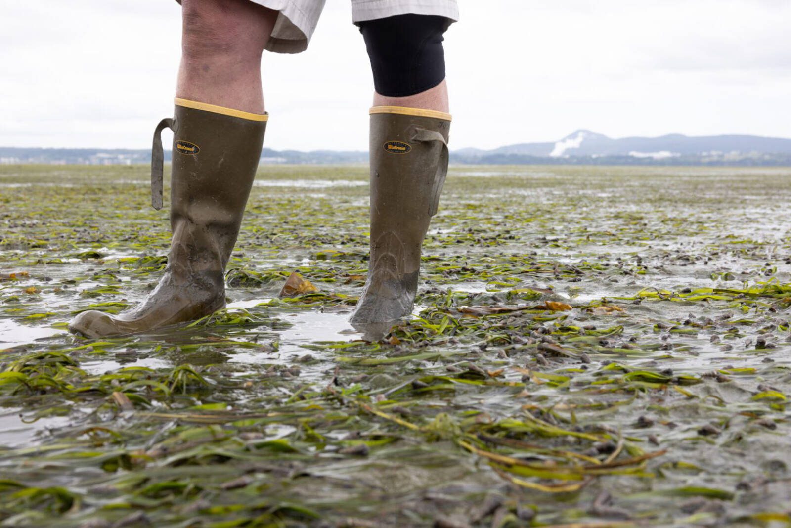 Jude Apple, the research coordinator at Padilla Bay National Estuarine Research Reserve, slowly sinks into the mudflats while walking through the bay’s massive eelgrass meadow on June 13. Eelgrass has unexpected superpowers such as fighting climate change, cleaning seafood and preventing erosion. (Photo by Santiago Ochoa/Cascadia Daily News)