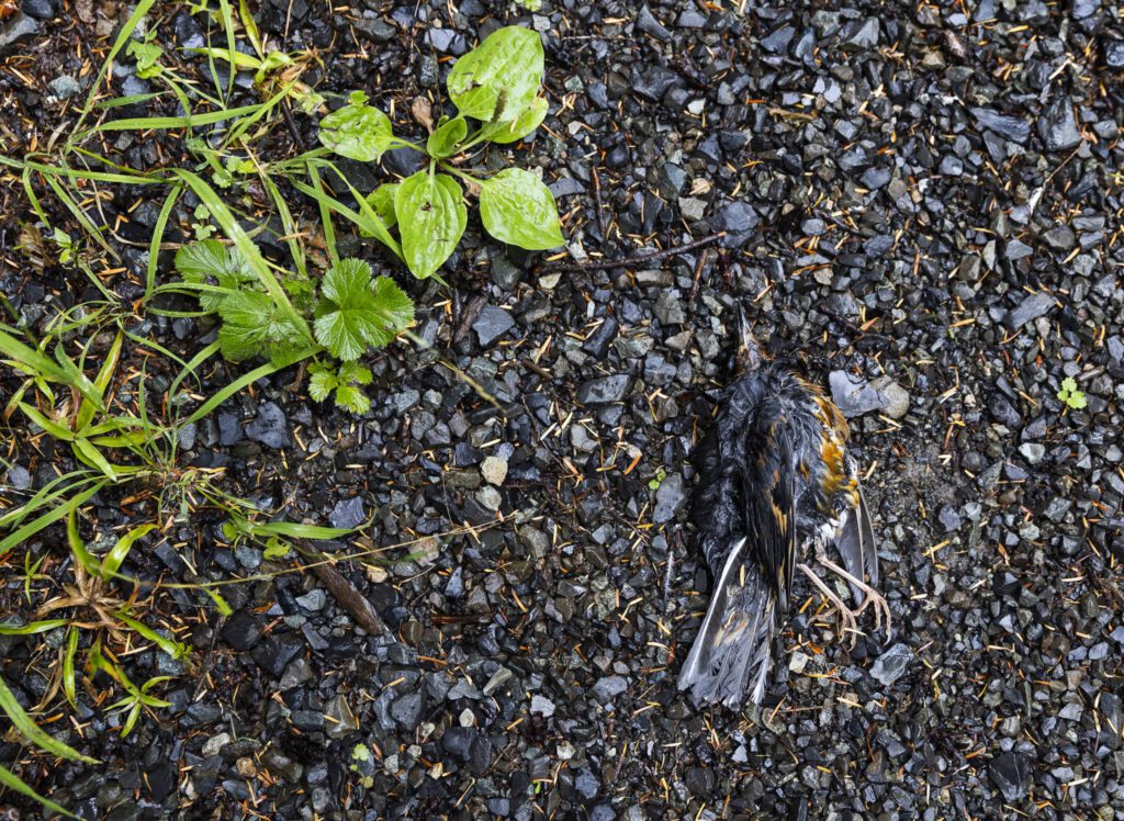 A dead bird lies on the gravel of the CERCLA road in the Mt. Baker-Snoqualmie National Forest on Thursday, July 10, 2025 in Granite Falls, Washington. (Olivia Vanni / The Herald)
