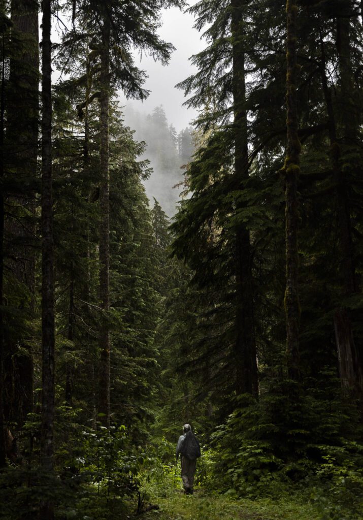 Kathy Johnson, forest practices chair for Pilchuck Audubon Society, walks through vegetation growing along a CERCLA road in the Mt. Baker-Snoqualmie National Forest on Thursday, July 10, 2025 in Granite Falls, Washington. (Olivia Vanni / The Herald)
