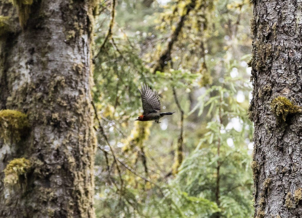 A Red-breasted Sapsucker flies between trees on Thursday, July 10, 2025 in Granite Falls, Washington. (Olivia Vanni / The Herald)
