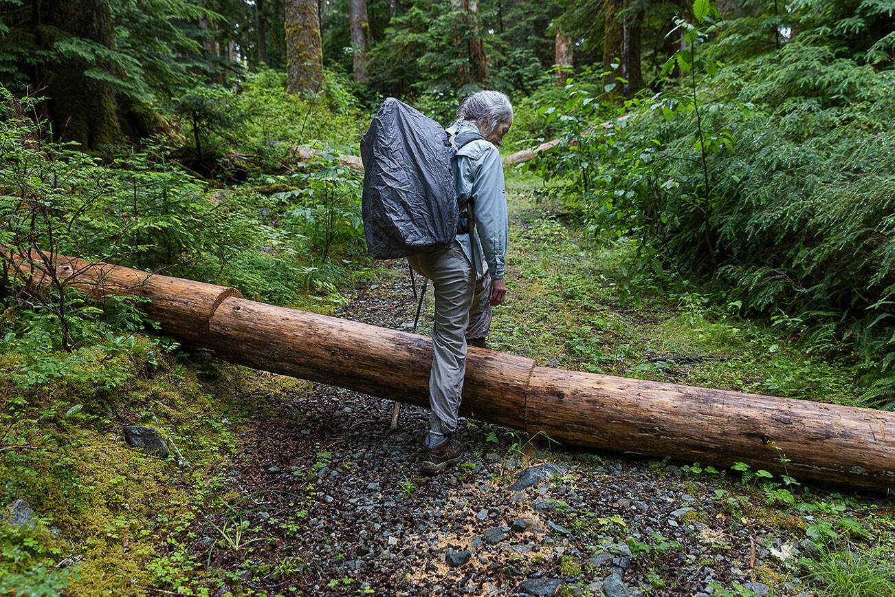 Kathy Johnson walks over a tree that has been unsuccessfully chainsawed along a CERCLA road n the Mt. Baker-Snoqualmie National Forest on Thursday, July 10, 2025 in Granite Falls, Washington. (Olivia Vanni / The Herald)