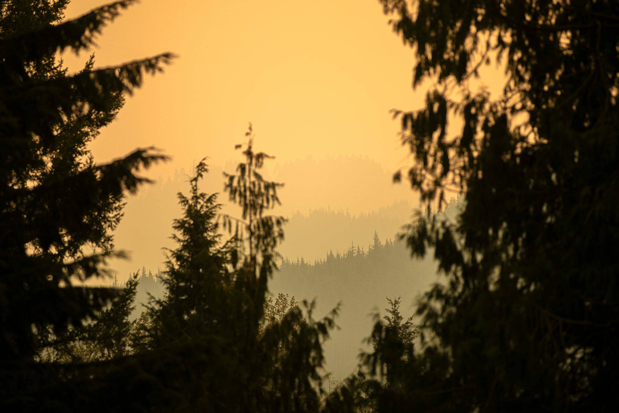 Smoke shrouds the hilltops as the Bolt Creek Fire burns through thick forest in 2022 on U.S. Highway 2 near Index. Members of the public can now view video feeds from artificial-intelligence-assisted cameras placed in 21 high-risk wildfire locations around Washington. (Ryan Berry / The Herald)