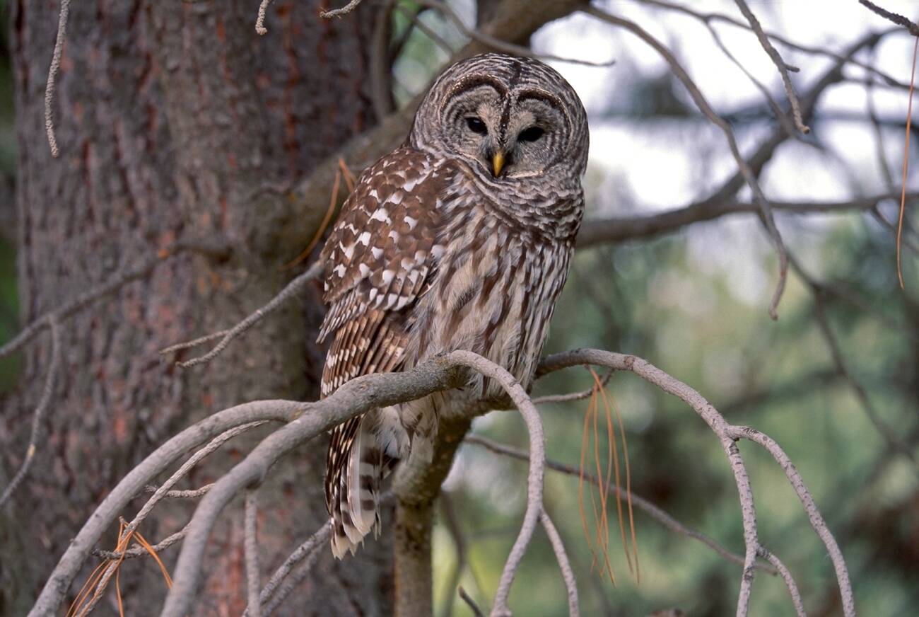 A barred owl at Malheur National Wildlife Refuge in Oregon. (Ray Bosch/U.S. Fish and Wildlife Service)
