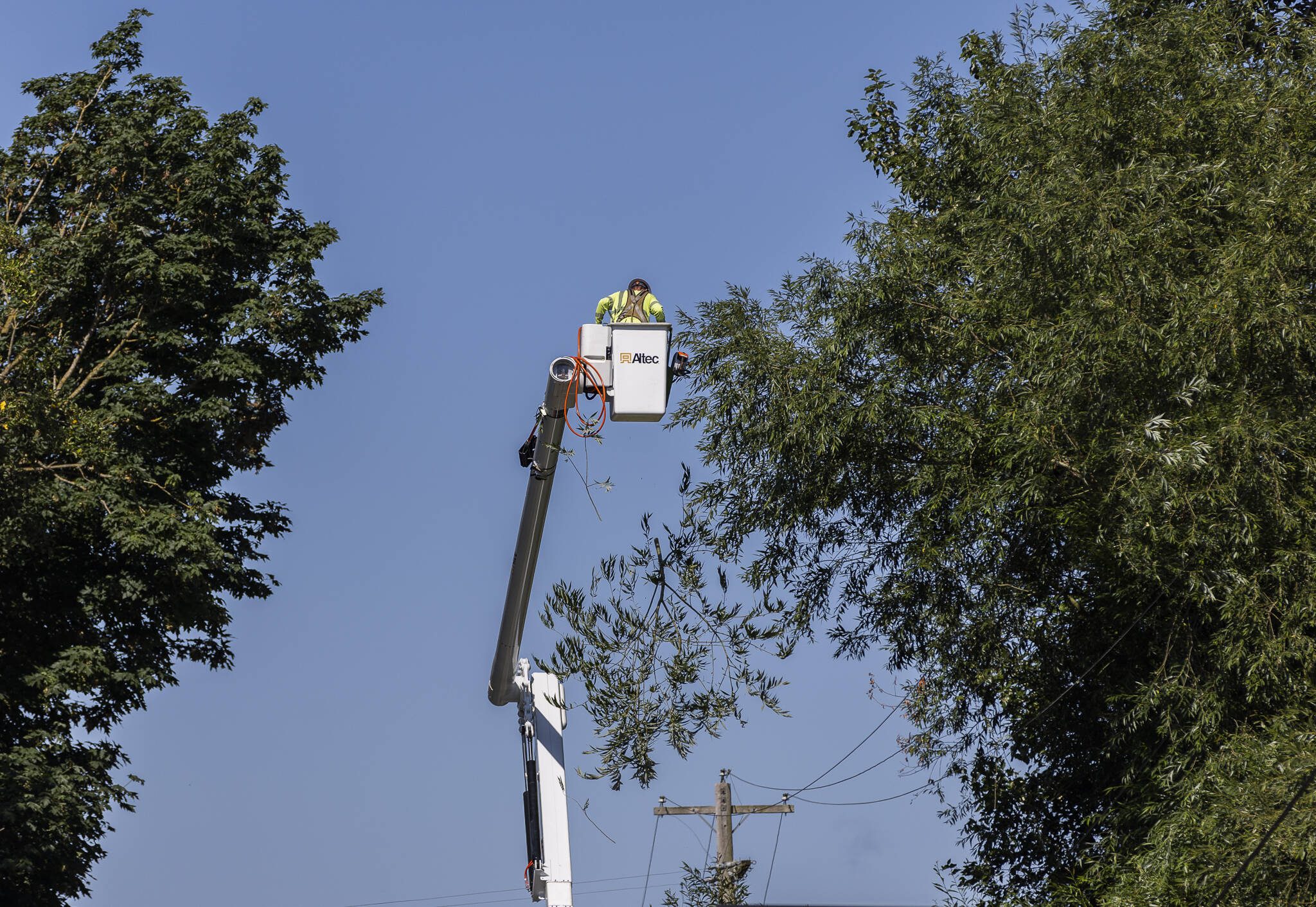 Travis Bouwman with Snohomish County PUD drops a branch he trimmed away from power lines along Norman Road on Thursday, July 24, 2025 in Stanwood, Washington. This tree trimming helps keep trees, limbs and brush away from power lines, decreasing power outages during stormy weather in the fall and winter and helping prevent the possibility of wildfires in the summer. (Olivia Vanni / The Herald)