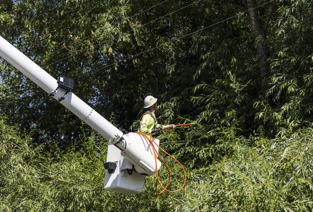 Travis Bouwman with Snohomish County PUD trims branches away from power lines along Norman Road on Thursday, July 24, 2025 in Stanwood, Washington. (Olivia Vanni / The Herald)
