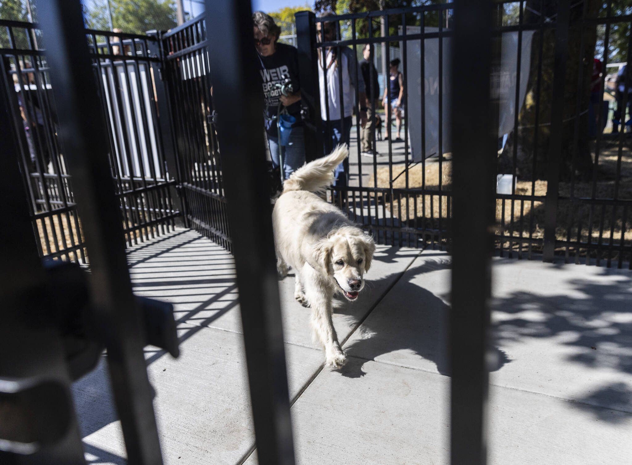 Hugo, 6, walks through one of the entrance gates of the new Clark Park Off Leash Dog Area as owner Erica Weir follows behind on Tuesday, July 29, 2025 in Everett, Washington. (Olivia Vanni / The Herald)