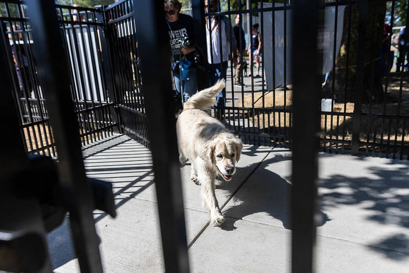 Hugo, 6, walks through one of the entrance gates of the new Clark Park Off Leash Dog Area as owner Erica Weir follows behind on Tuesday, July 29, 2025 in Everett, Washington. (Olivia Vanni / The Herald)