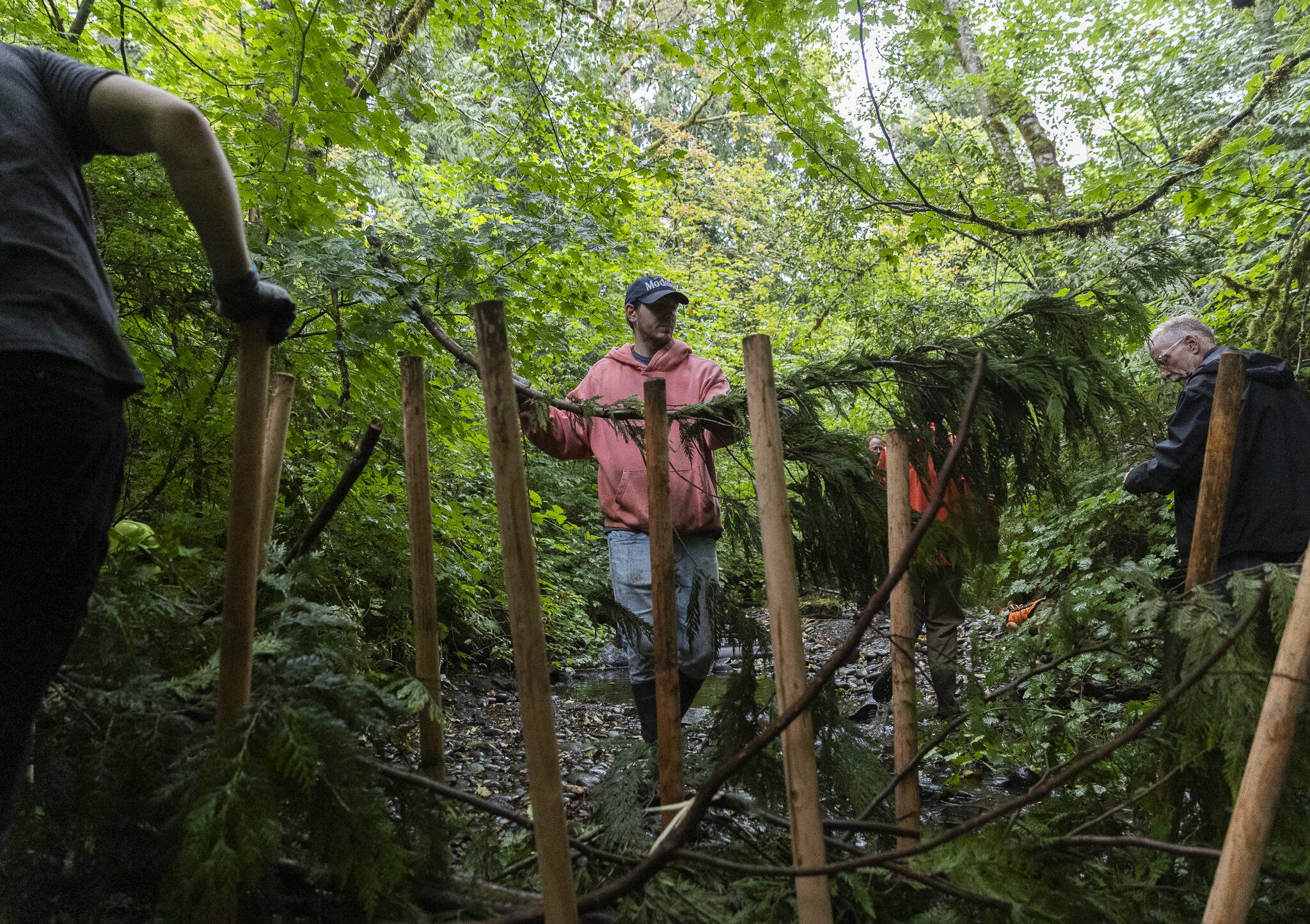 Crane Aerospace & Electronics volunteer Dylan Goss helps move branches into place between poles while assembling an analog beaver dam in North Creek on Wednesday, Aug. 6, 2025 in Everett, Washington. (Olivia Vanni / The Herald)