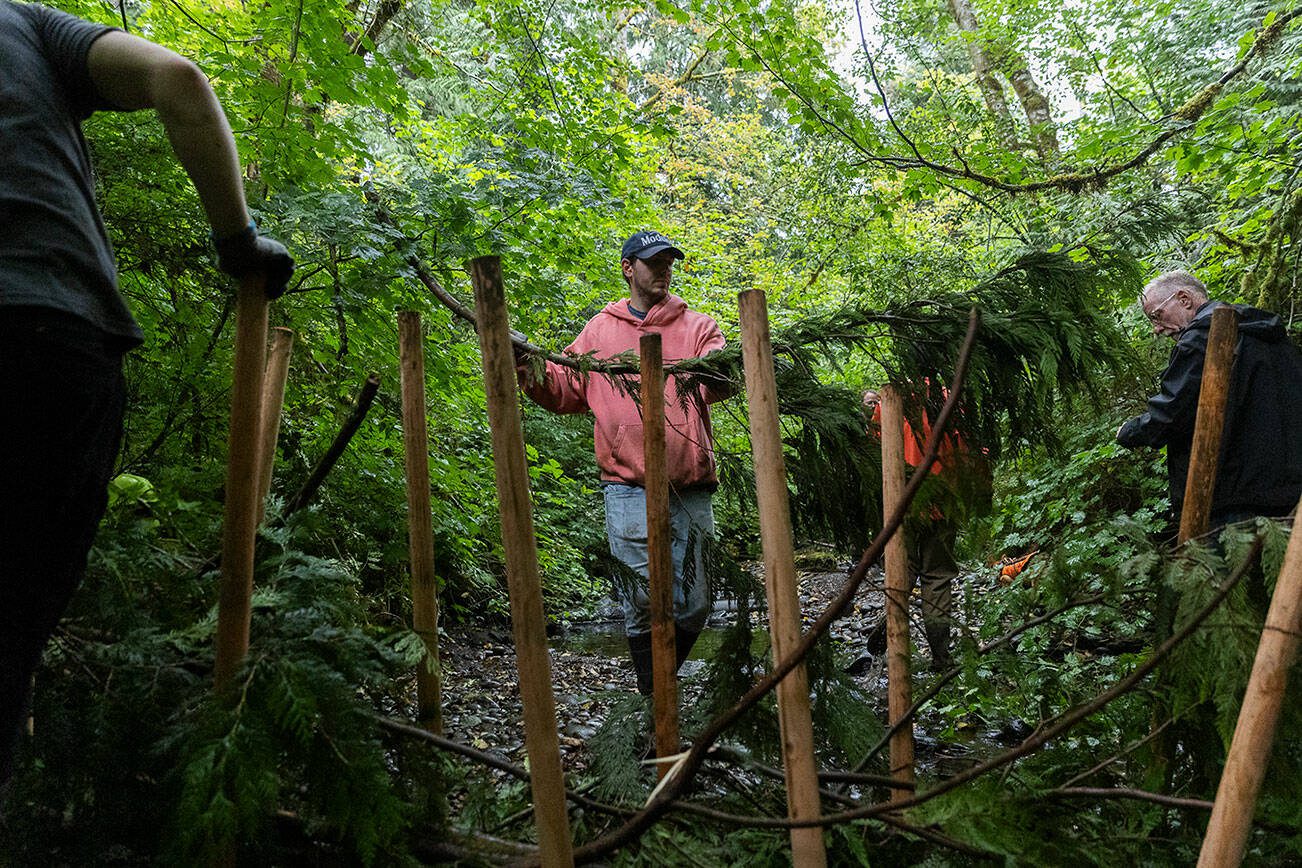 Crane Aerospace & Electronics volunteer Dylan Goss helps move branches into place between poles while assembling an analog beaver dam in North Creek on Wednesday, Aug. 6, 2025 in Everett, Washington. (Olivia Vanni / The Herald)