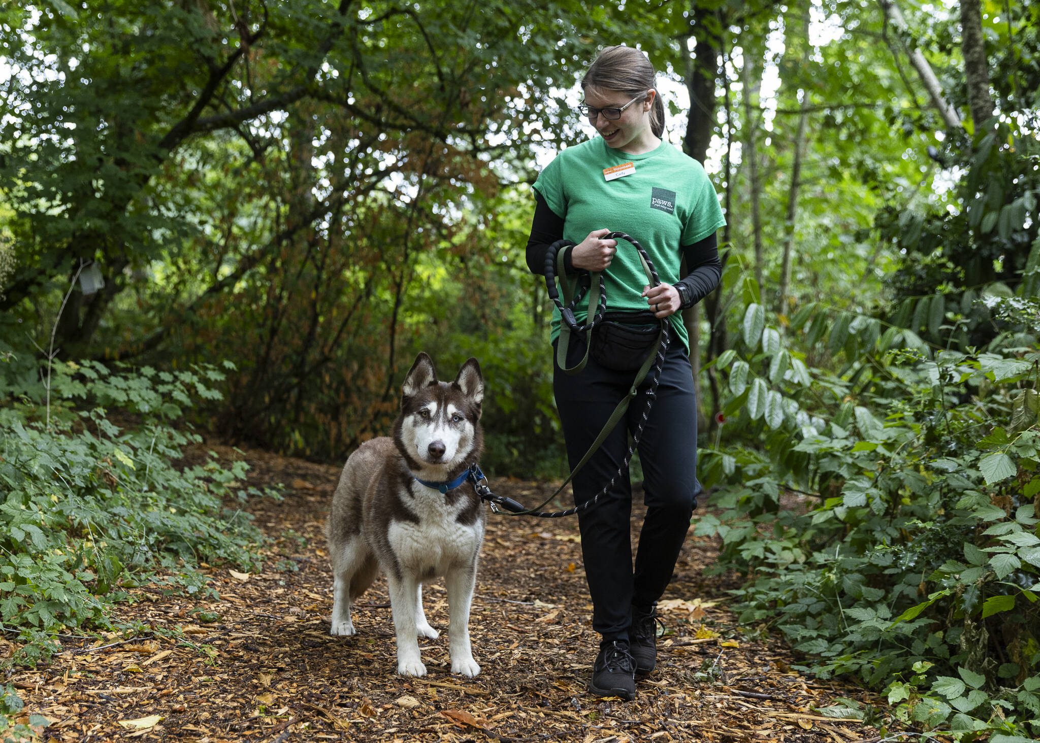 Birch, who was an owner surrender and now currently has an adoption pending, pauses on a walk with volunteer Cody McClellan at PAWS Lynnwood on Thursday, Aug. 7, 2025 in Lynnwood, Washington. (Olivia Vanni / The Herald)