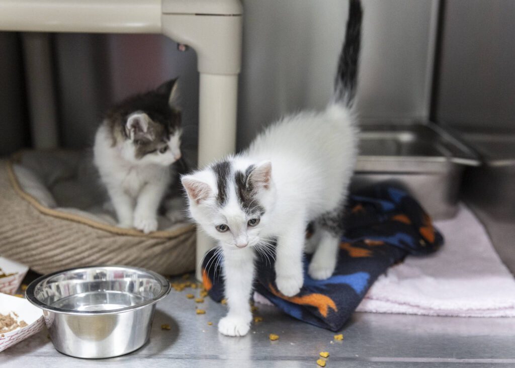 Lottie, one of a pair of 7-week-old kittens dropped off at PAWS Lynnwood in a box, walks to the front of the kennel on Thursday, Aug. 7, 2025 in Lynnwood, Washington. (Olivia Vanni / The Herald)
