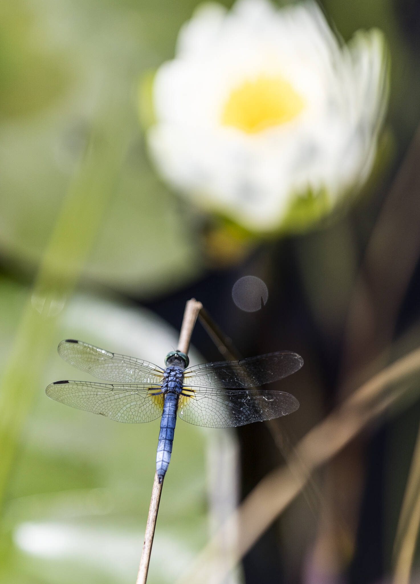 A blue dasher dragonfly perches on a dried blade of grass on the waters edge of Lake Ballinger with a white water lily blossoming in the background on Wednesday, July 23, 2025 in Mountlake Terrace, Washington. (Olivia Vanni / The Herald)