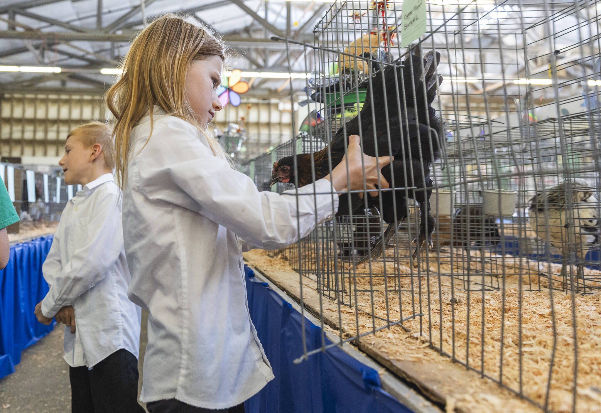 Scarlett Underland, 9, puts her chicken Spotty back into its cage during load-in day at the Evergreen State Fair on Wednesday, Aug. 20, 2025, in Monroe, Washington. (Olivia Vanni / The Herald)
