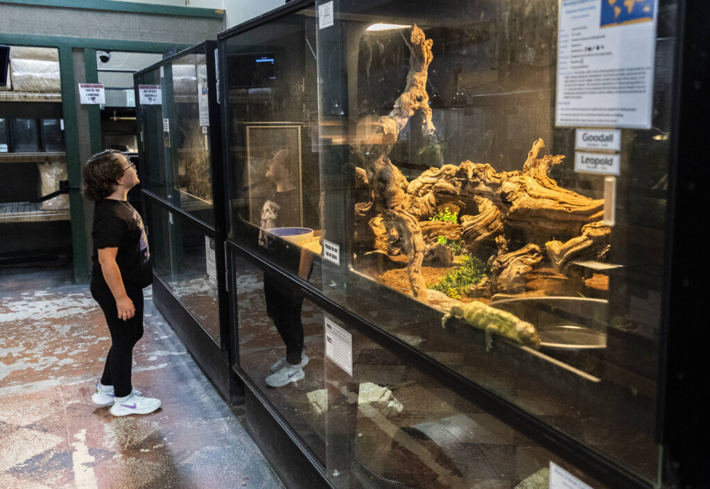 Everly Finch, 7, looks inside the Mexican Bearded Lizard enclosure on Tuesday, Aug. 19, 2025 in Monroe, Washington. (Olivia Vanni / The Herald)
