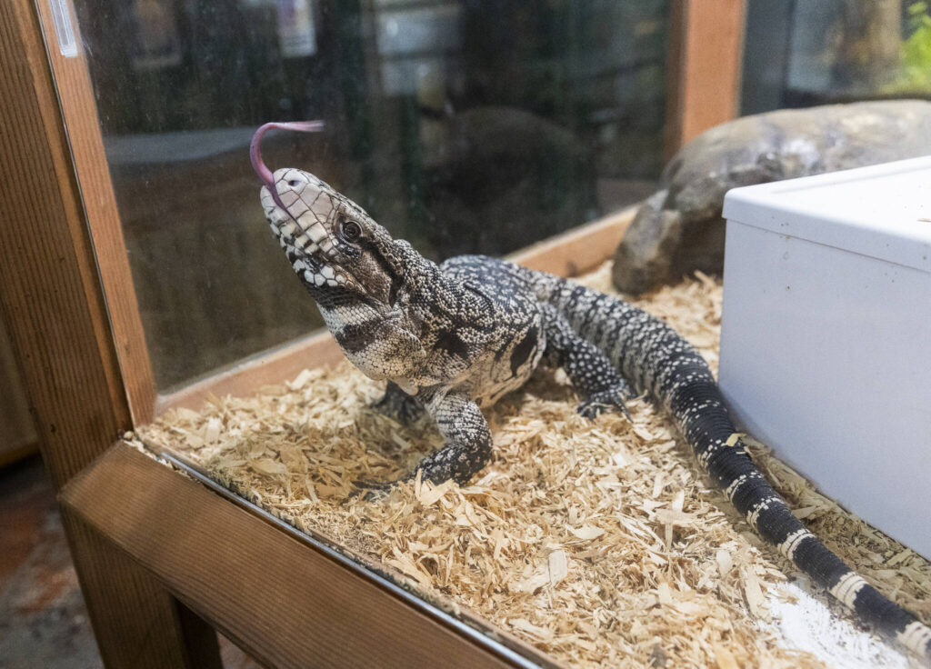 Cheesecake, an Argentine Black and White Tegu, flicks its tongue in the air in its enclosure on Tuesday, Aug. 19, 2025 in Monroe, Washington. (Olivia Vanni / The Herald)
