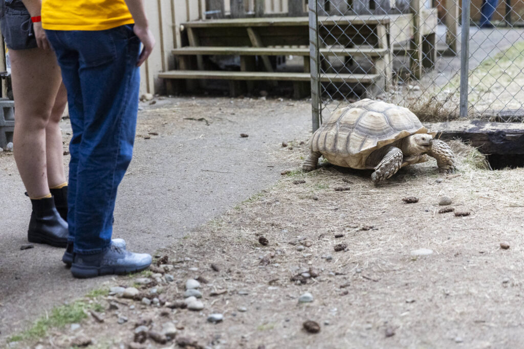 People watch as a tortoise explores it’s outdoor enclosure on Tuesday, Aug. 19, 2025 in Monroe, Washington. (Olivia Vanni / The Herald)
