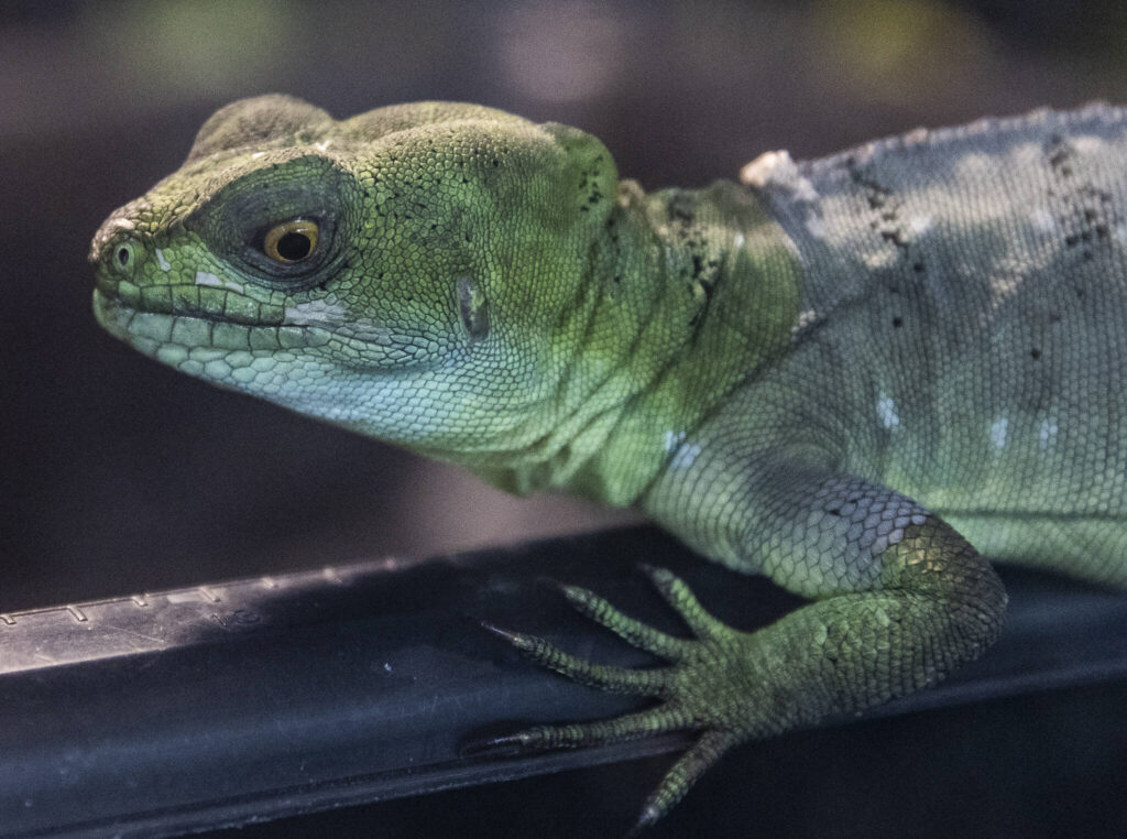Sol, a Green Basilisk, rests in his enclosure on Aug. 19 in Monroe.
