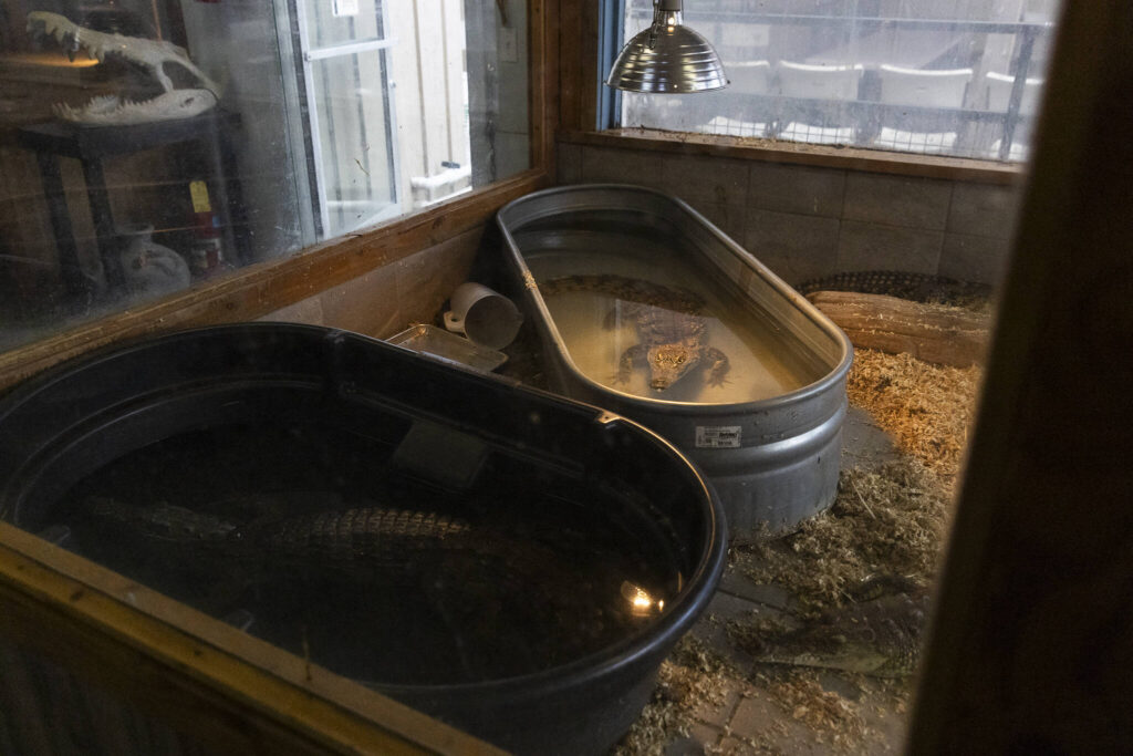 Multiple Nile crocodiles rest in their enclosures on Tuesday, Aug. 19, 2025 in Monroe, Washington. (Olivia Vanni / The Herald)
