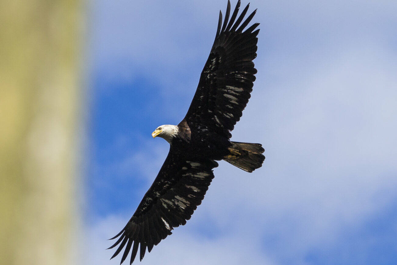 A bald eagle flys over Howarth Park back to it’s perch on Friday, April 22, 2022 in Everett, Washington. (Olivia Vanni / The Herald)