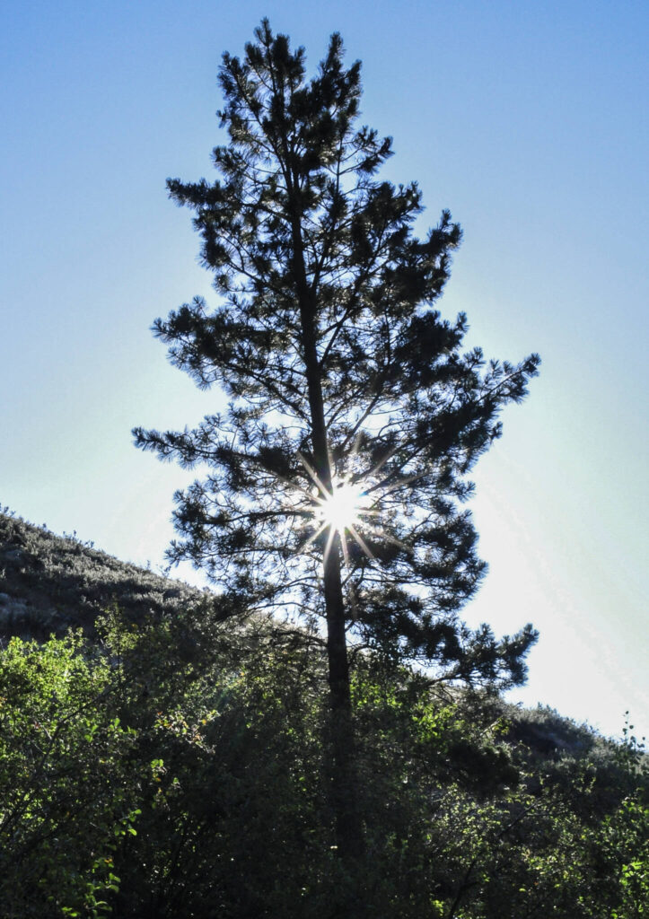 The morning sun peeks out from behind a pine tree on a Carlton hillside. (Sue Misao)
