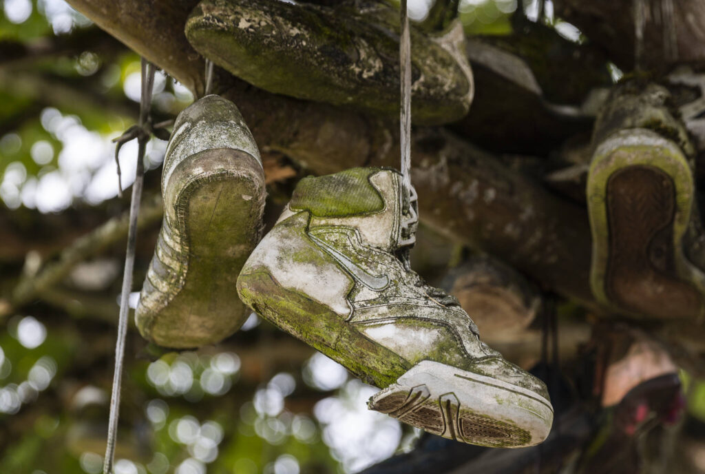 A pair of moss-covered Nike shoes hang from a tree along Machias Road on Thursday, Aug. 28, 2025 in Snohomish, Washington. (Olivia Vanni / The Herald)
