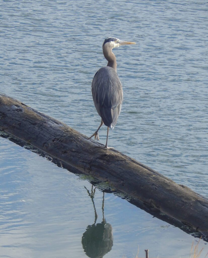 A great blue heron peers across the Swinomish Channel. (Jon Bauer / The Herald)
