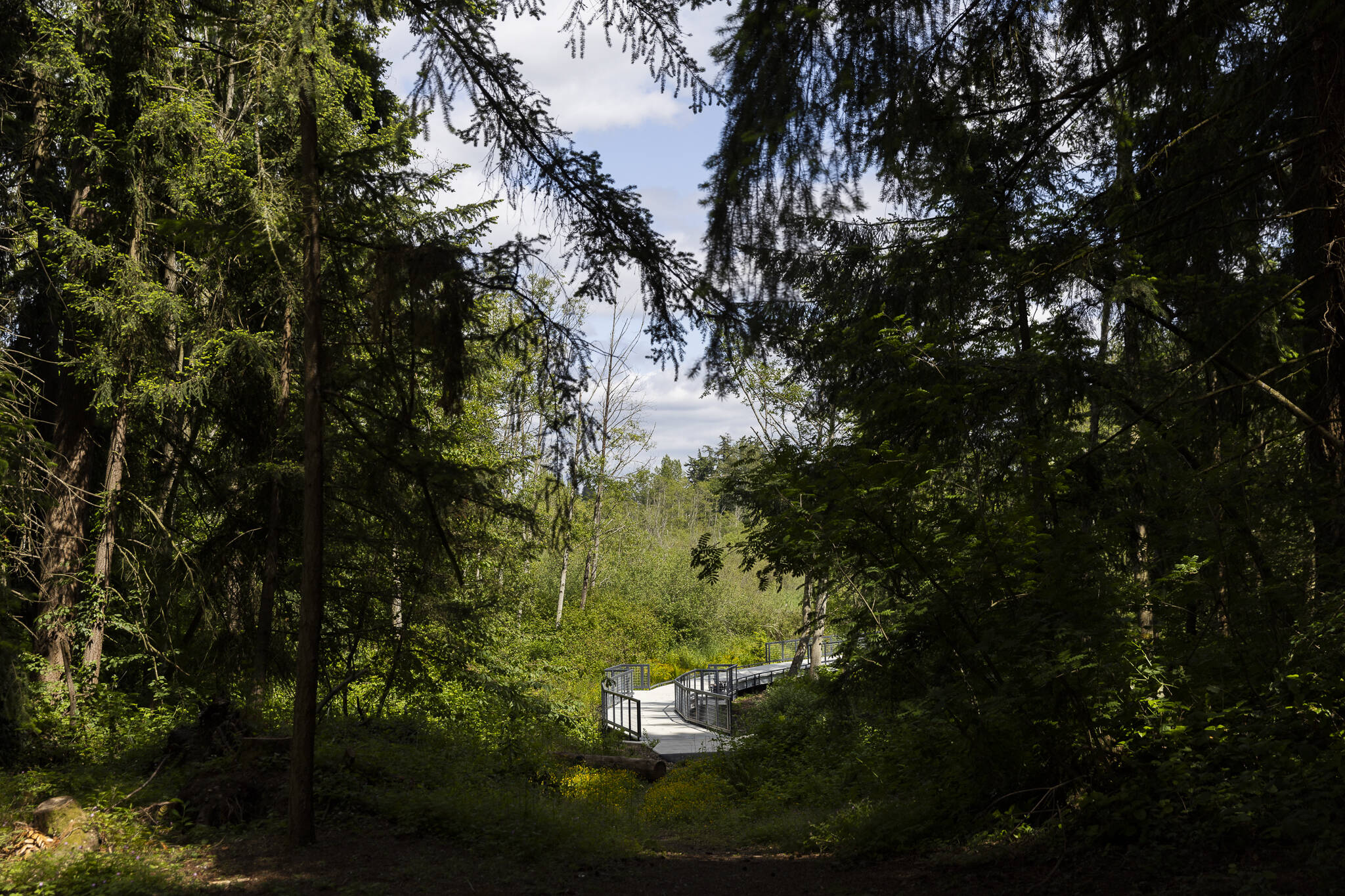The boardwalk at Scriber Lake Park on Wednesday, June 4, 2025 in Lynnwood, Washington. (Olivia Vanni / The Herald)