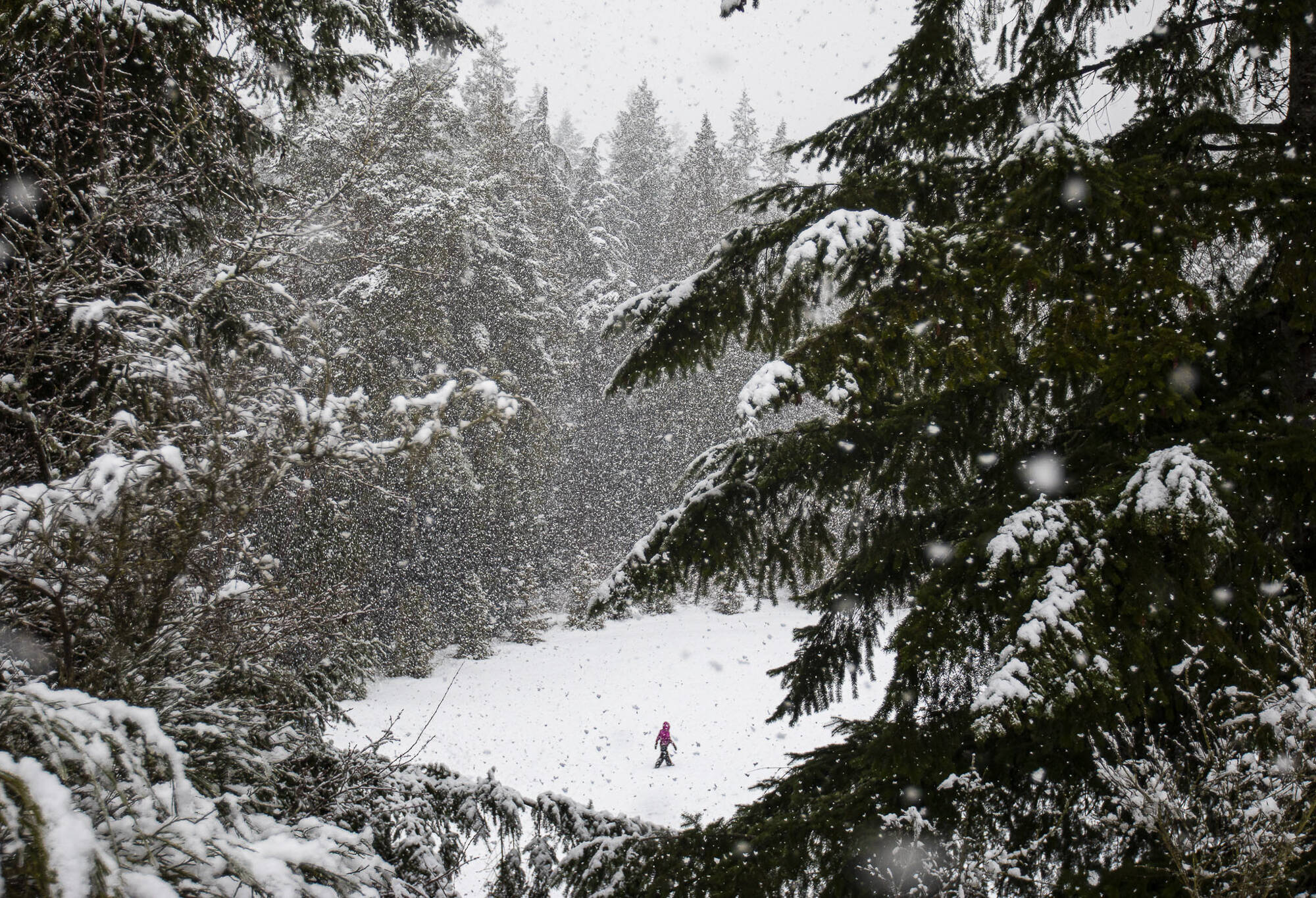 Avery Nicolayeff, 11, walks across a snow-covered field in Forest Park during a brief snowstorm on Feb. 23, 2023 in Everett, Washington. (Olivia Vanni / The Herald)