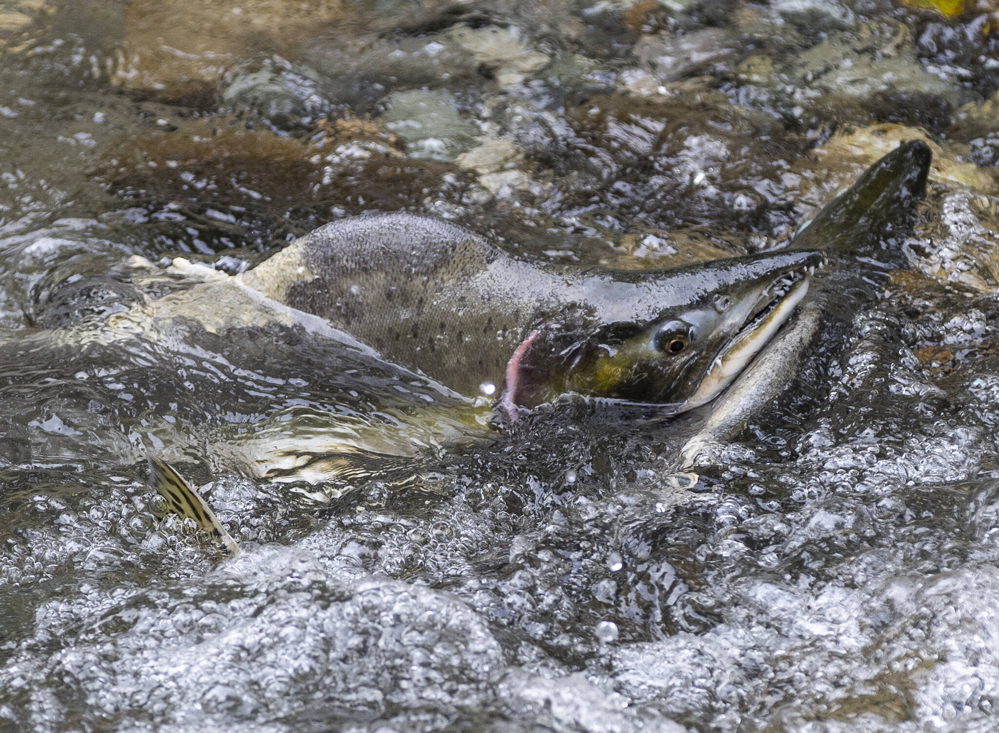 A pair of pink salmon fight as they make their way upstream to spawn in the new side channel at Osprey Park on Thursday, Sept. 18, 2025 in Sultan, Washington. (Olivia Vanni / The Herald)