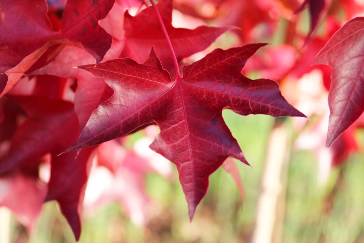 A closeup of Ruby Sunset Maple foliage. This variety of Red Maple is one of the smallest shade trees around, but its dense and compact shape makes it perfect for some summer shade. (Schmidt)
