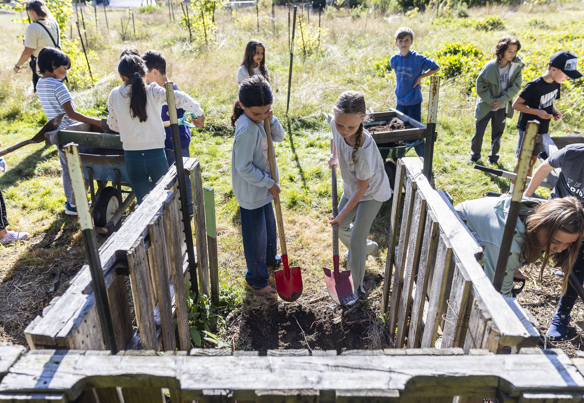 Ashley Tawes and Sydney McNeil shovel compost to be sifted into wheelbarrows during class at South Whidbey Elementary School on Sept. 22, 2025, in Langley, Washington. (Olivia Vanni / The Herald)
