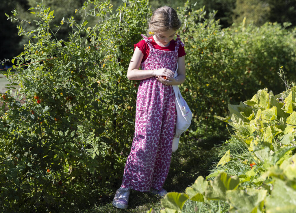 Trenton Sankey gathers cherry tomatoes from the garden during class at South Whidbey Elementary School on Sept. 22, 2025 in Langley, Washington. (Olivia Vanni / The Herald)
