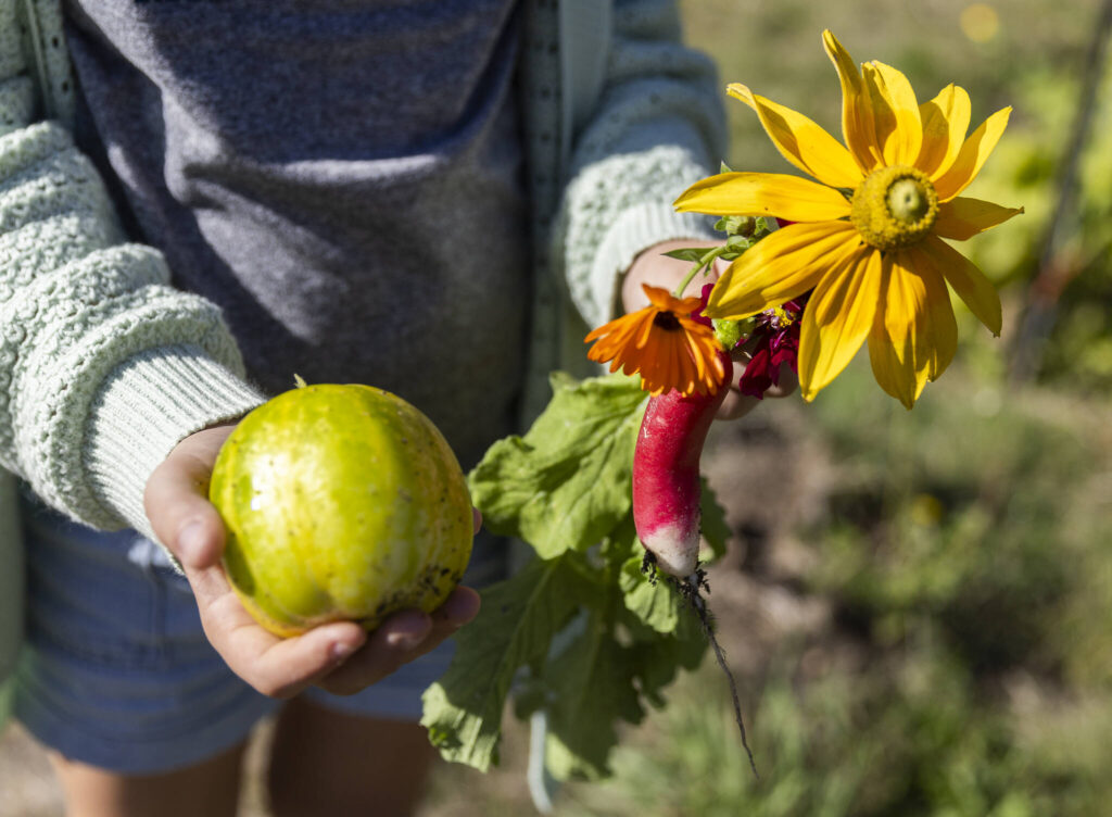 Anders Sheritt shows a handful of fruit, vegetables and flowers grown in the garden at South Whidbey Elementary School on Sept. 22, 2025 in Langley, Washington. (Olivia Vanni / The Herald)
