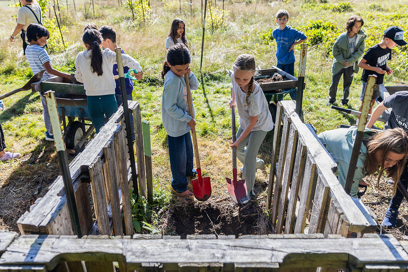 Ashley Tawes and Sydney McNeil shovel compost to be sifted into wheelbarrows during class at South Whidbey Elementary School on Sept. 22, 2025 in Langley, Washington. (Olivia Vanni / The Herald)