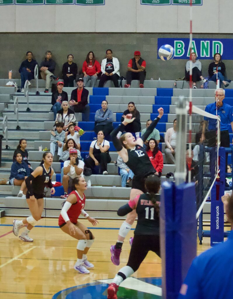 Archbishop Murphy senior Emma Morgan-McAuliff (12) jumps up to hit the ball during the Wildcats’ 3-0 win against Shorewood at Shorewood High School on Oct. 2, 2025. (Joe Pohoryles / The Herald)
