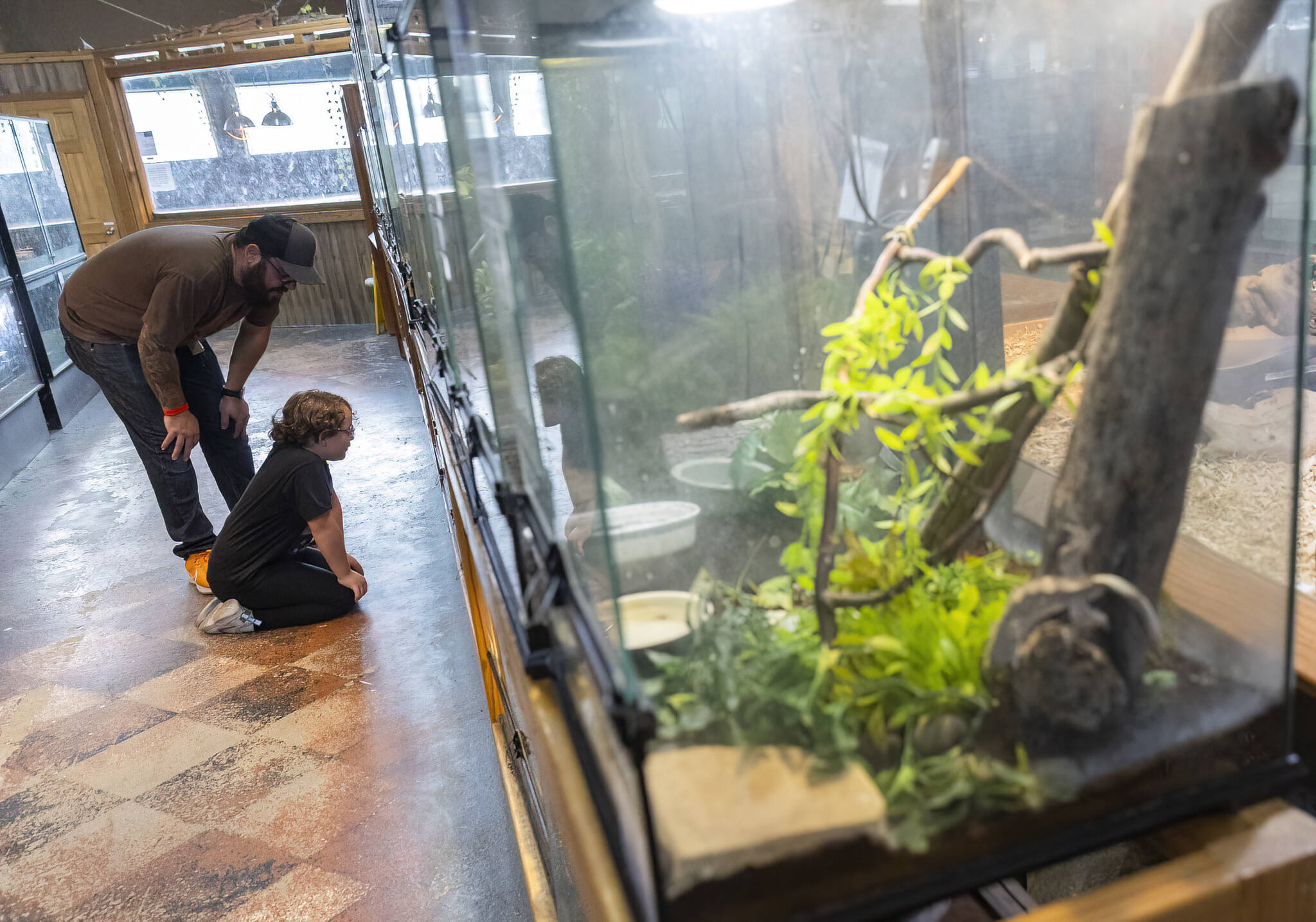 Everly Finch, 7, looks inside an enclosure at the Reptile Zoo on Aug. 19, 2025 in Monroe, Washington. (Olivia Vanni / The Herald)
