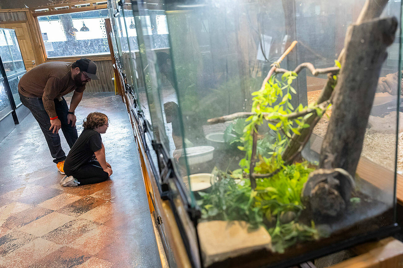 Everly Finch, 7, looks inside an enclosure at the Reptile Zoo on Aug. 19, 2025 in Monroe, Washington. (Olivia Vanni / The Herald)