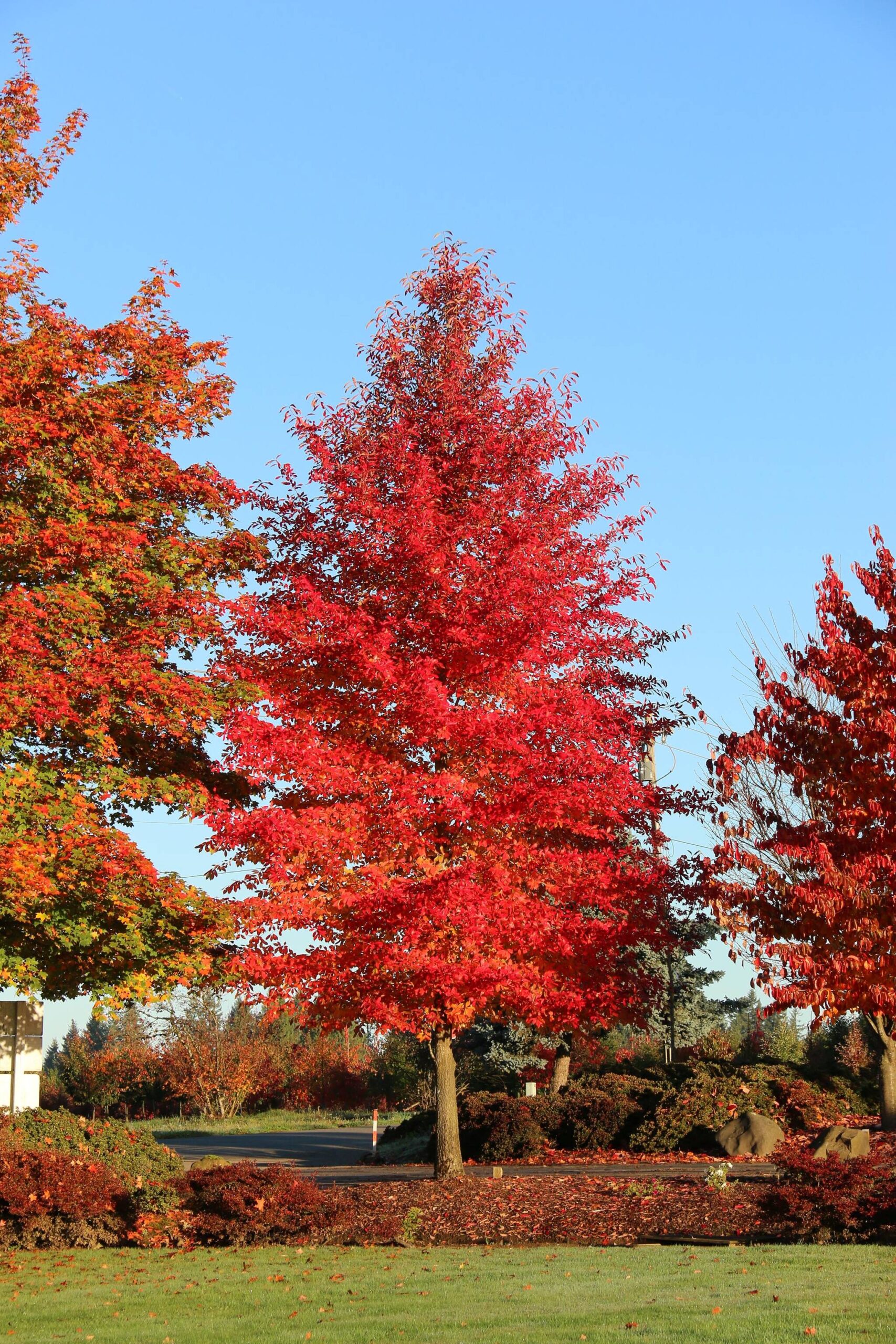A Tupelo ‘Afterburner’ reaches about 35-feet tall and 20-feet wide and boasts a strong central leader along with a more uniform landscape shape. These also pop with some bright red spring foliage, maturing into a nice glossy green over the summer season. (Schmidt)