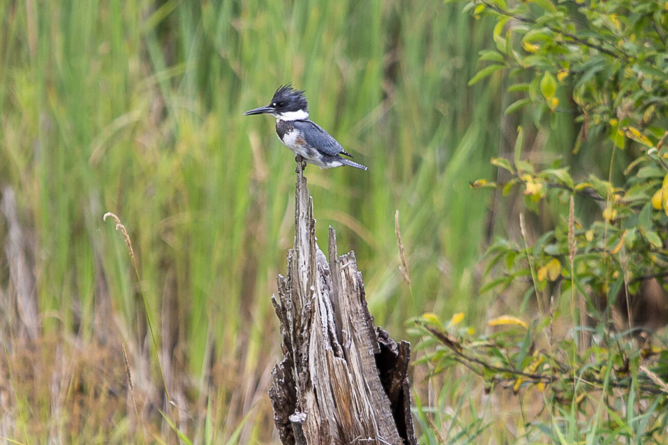 A kingfisher perches on the top of a dead tree in the northernmost section of the Chinook Marsh Project site on Tuesday, Aug. 13, 2024 in Snohomish, Washington. (Olivia Vanni / The Herald)