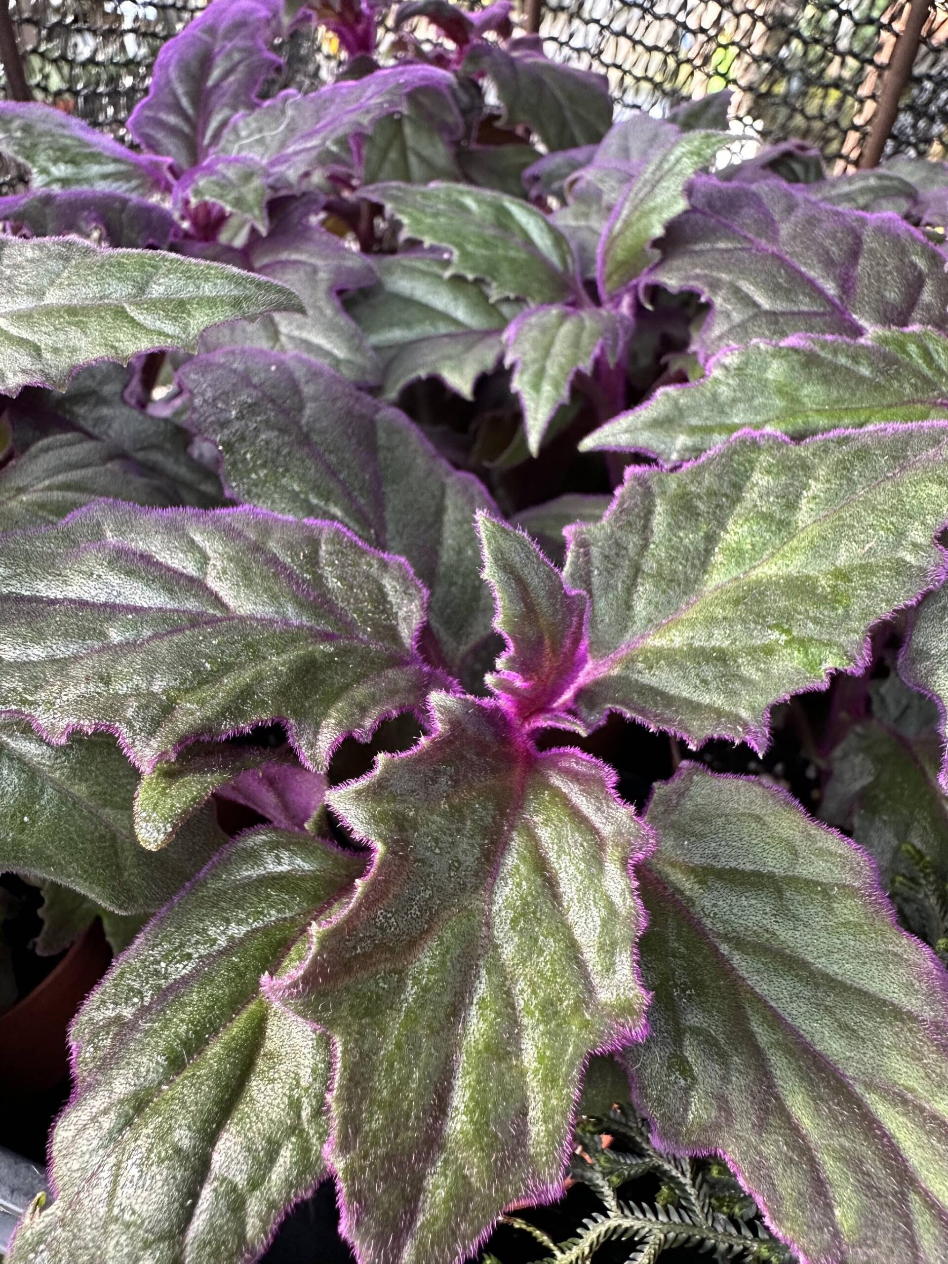 Purple Passion Plant is all about dark and creepy foliage. Lots of iridescent, almost radioactive looking, purple cast foliage. Add in brilliant orange flowers that look like little pumpkins and this beauty exudes Halloween. (Provided photo)