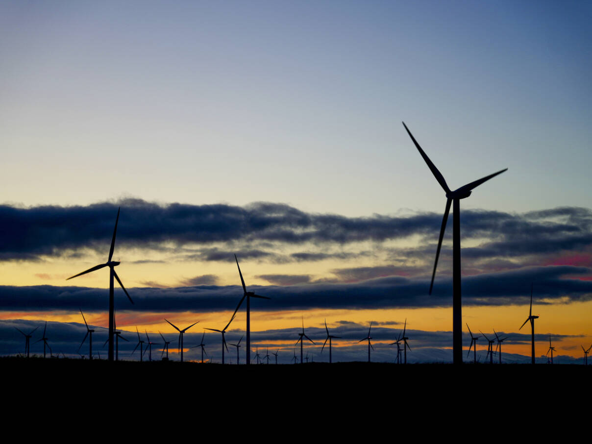 Wind turbines in Rio Vista, Calif., in September 2023. California Gov. Gavin Newsom on Nov. 11, cast himself as the stable and reliable American partner to the world, called a White House proposal to open offshore drilling in the waters off California disgraceful and urged his fellow Democrats to recast climate change as a cost of living issue. (Jim Wilson / The New York Times)
