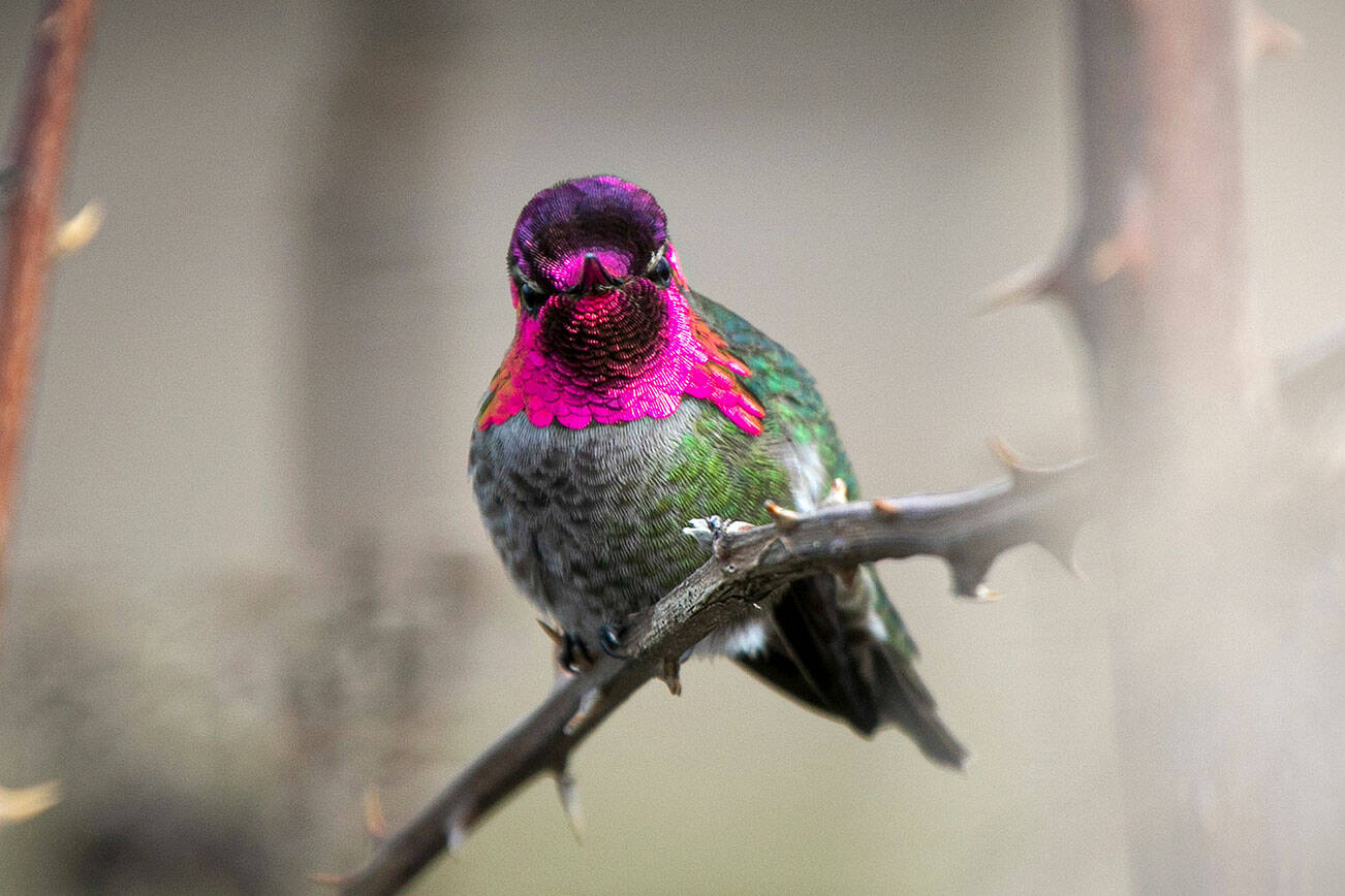 A male Anna’s hummingbird chirps as it perches in a thorny bush Wednesday, March 30, 2022, along the water at the Port of Everett in Everett, Washington. Anna’s hummingbirds, which measure around 4 inches long and weigh only a few grams, are the most common of four local species and the only hummingbird to remain year-round in the Pacific Northwest. (Ryan Berry / The Herald)