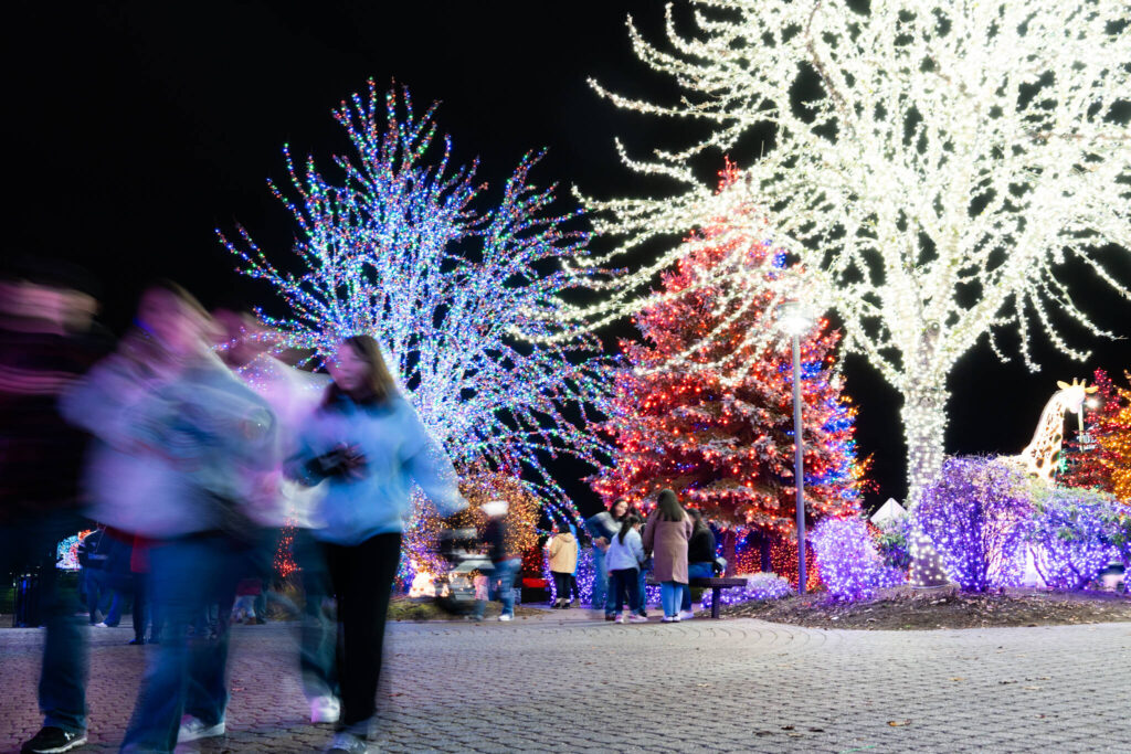 Visitors walk while looking at lights at the Tulalip Lights and Ice event on November 22, 2025 in Tulalip, Washington. (Will Geschke / The Herald)
